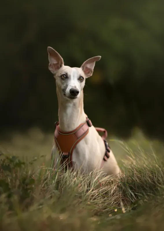 TARRAIN TRAILS PRO HUNDESELE -  Caramel